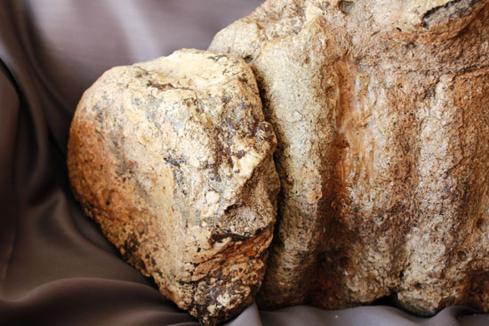 余裕で100cmオーバ、なんとトリケラトプスの首化石（５つの連体化石!!!）（その14）