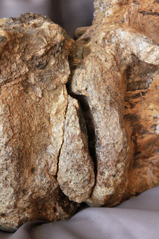 余裕で100cmオーバ、なんとトリケラトプスの首化石（５つの連体化石!!!）（その15）