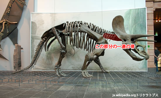 余裕で100cmオーバ、なんとトリケラトプスの首化石(5つの連体化石!!!)(その2)