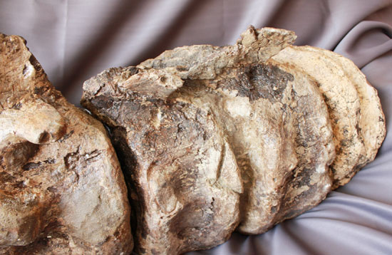余裕で100cmオーバ、なんとトリケラトプスの首化石（５つの連体化石!!!）（その4）