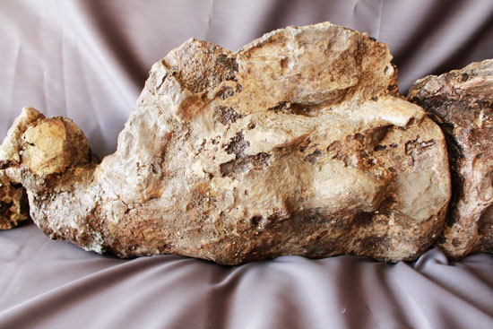 余裕で100cmオーバ、なんとトリケラトプスの首化石（５つの連体化石!!!）（その5）