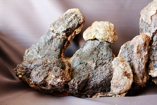 余裕で100cmオーバ、なんとトリケラトプスの首化石（５つの連体化石!!!）（その6）