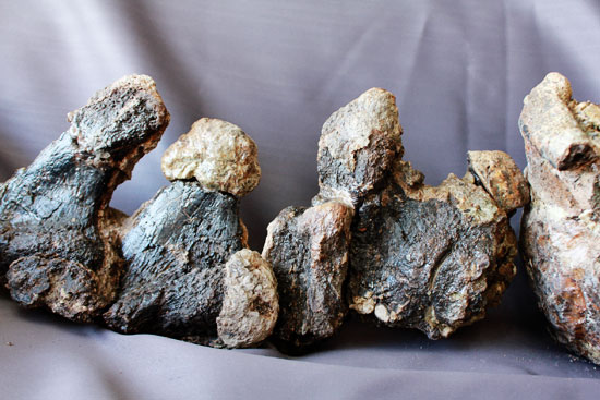 余裕で100cmオーバ、なんとトリケラトプスの首化石（５つの連体化石!!!）（その9）