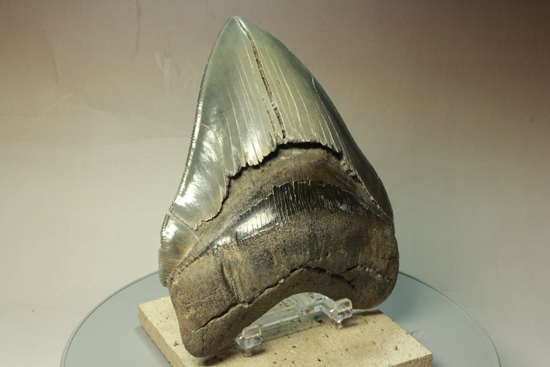 大きなメガロドンの歯の化石 121mm mg1202 【公式通販】