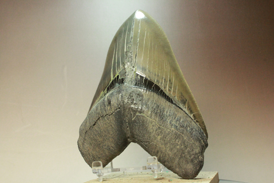 こちらは、2つの本物のメガロドンの化石をあわせたものです。販売品