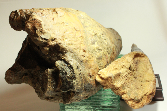 トリケラトプス完全成体オスの超巨大フリルホーン、なんと80cmで20kg（その14）