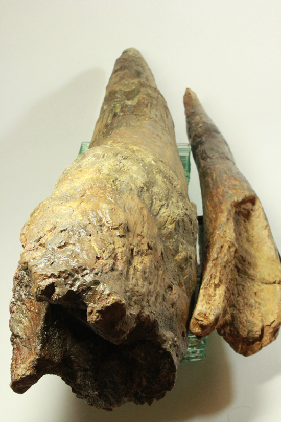 トリケラトプス完全成体オスの超巨大フリルホーン、なんと80cmで20kg(その16)