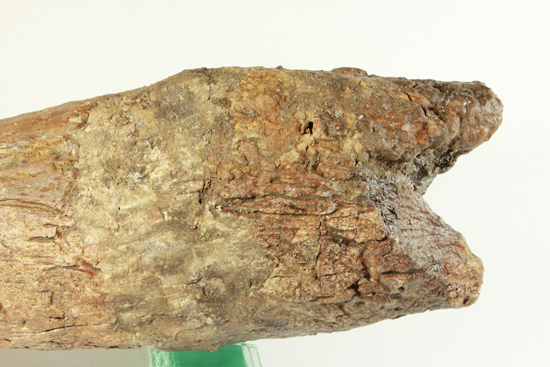 トリケラトプス完全成体オスの超巨大フリルホーン、なんと80cmで20kg(その3)