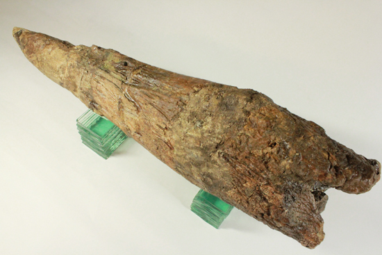 トリケラトプス完全成体オスの超巨大フリルホーン、なんと80cmで20kg(その5)