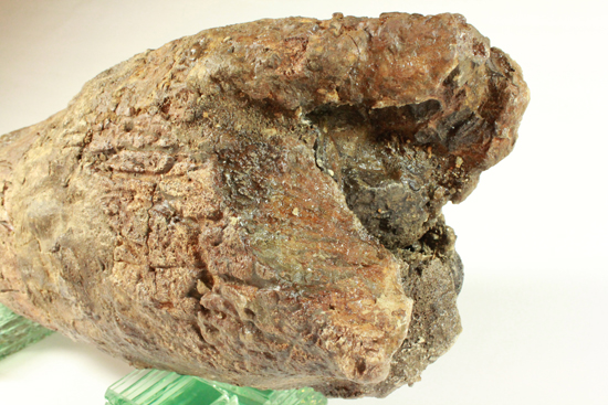 トリケラトプス完全成体オスの超巨大フリルホーン、なんと80cmで20kg(その6)