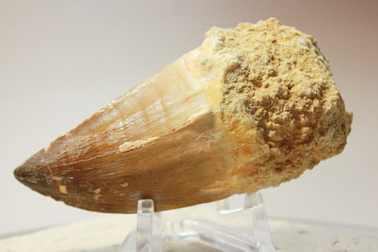 過去最大級のモササウルスの巨大歯（その1）