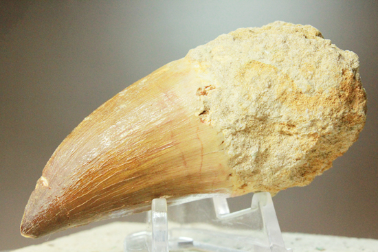 過去最大級のモササウルスの巨大歯（その4）