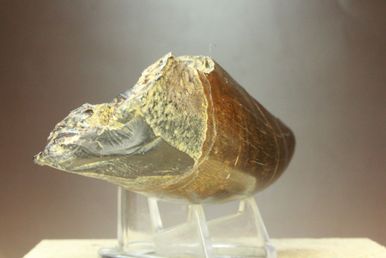2010年の歯カデミー賞はお前だ! ティラノサウルス・レックスの巨大美歯（その15）