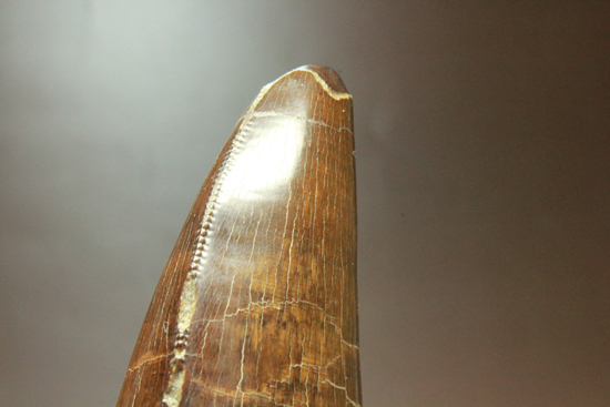 2010年の歯カデミー賞はお前だ! ティラノサウルス・レックスの巨大美歯（その17）