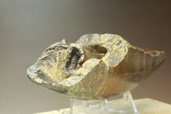 2010年の歯カデミー賞はお前だ! ティラノサウルス・レックスの巨大美歯（その19）
