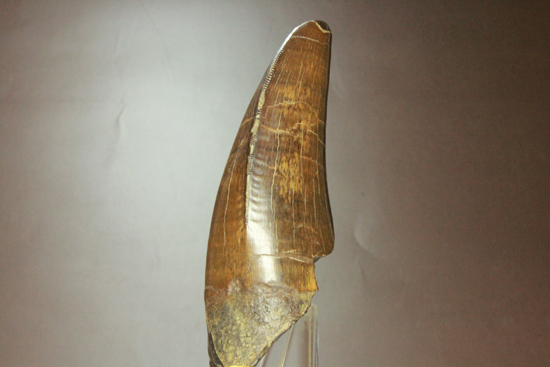 2010年の歯カデミー賞はお前だ! ティラノサウルス・レックスの巨大美歯（その2）