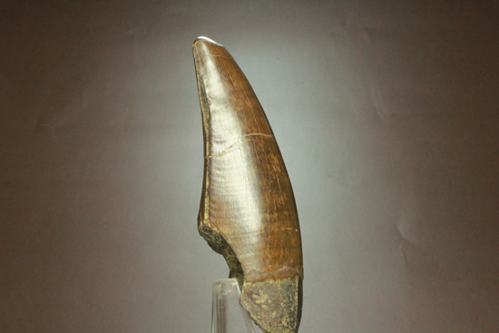 2010年の歯カデミー賞はお前だ! ティラノサウルス・レックスの巨大美歯（その3）