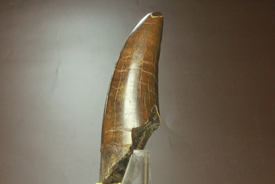2010年の歯カデミー賞はお前だ! ティラノサウルス・レックスの巨大美歯（その4）