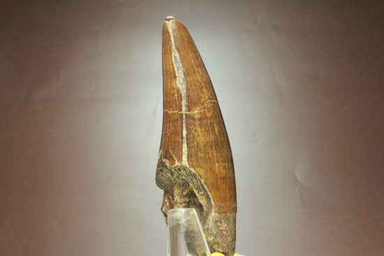 2010年の歯カデミー賞はお前だ! ティラノサウルス・レックスの巨大美歯（その7）