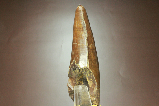 2010年の歯カデミー賞はお前だ! ティラノサウルス・レックスの巨大美歯（その8）