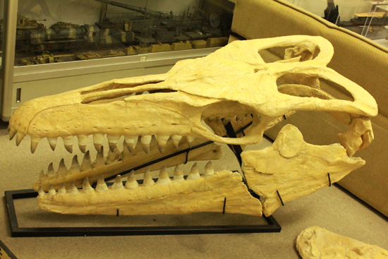 最強のモササウルス、プログナソドンの頭骨化石。85%オリジナルの本物標本!（その1）