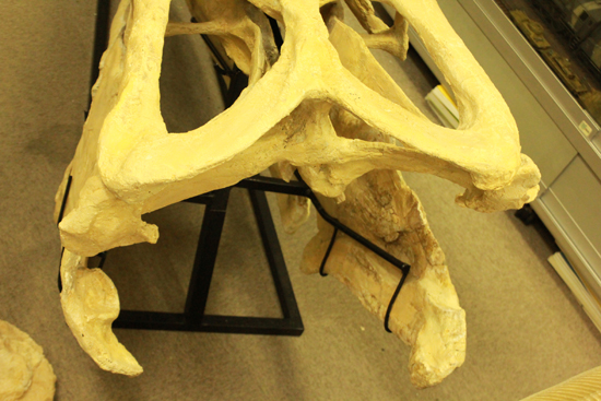 最強のモササウルス、プログナソドンの頭骨化石。85%オリジナルの本物標本!（その10）