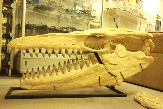 最強のモササウルス、プログナソドンの頭骨化石。85%オリジナルの本物標本!（その2）