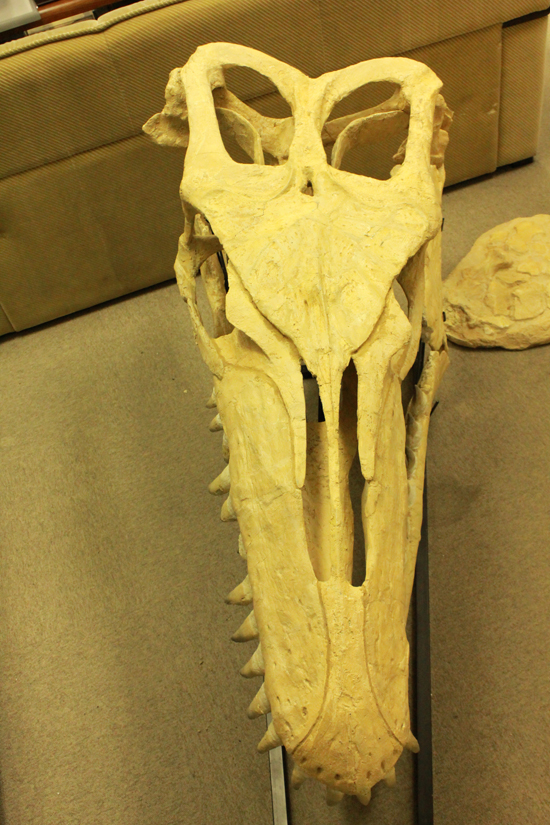 最強のモササウルス、プログナソドンの頭骨化石。85%オリジナルの本物標本!（その3）