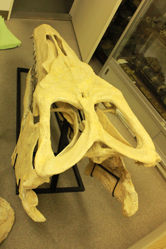 最強のモササウルス、プログナソドンの頭骨化石。85%オリジナルの本物標本!（その4）