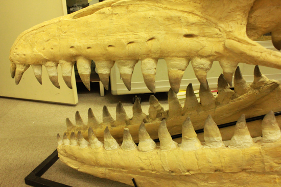 最強のモササウルス、プログナソドンの頭骨化石。85%オリジナルの本物標本!（その5）
