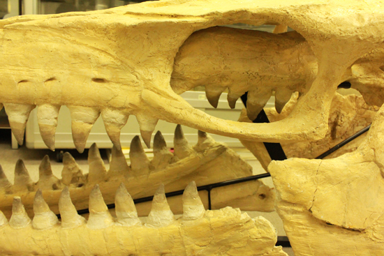最強のモササウルス、プログナソドンの頭骨化石。85%オリジナルの本物標本!（その6）