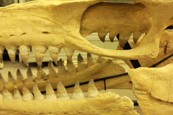 最強のモササウルス、プログナソドンの頭骨化石。85%オリジナルの本物標本!（その9）