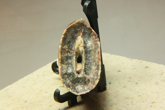 図鑑が現実に！伝説的なギガノトサウルス歯化石 恐竜 販売