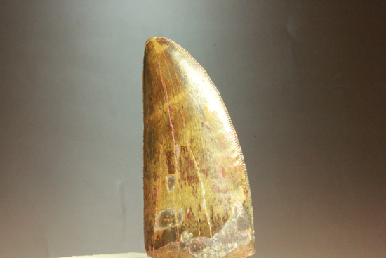 図鑑が現実に！伝説的なギガノトサウルス歯化石 恐竜 販売