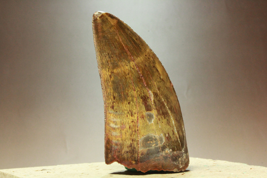 図鑑が現実に！伝説的なギガノトサウルス歯化石 恐竜 販売