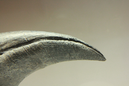 レプリカと間違えるほどの超絶美麗なアロサウルスのフットクロウ（その12）