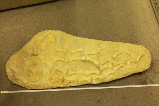 最強のモササウルス、プログナトドンの本物ヒレ化石（その1）