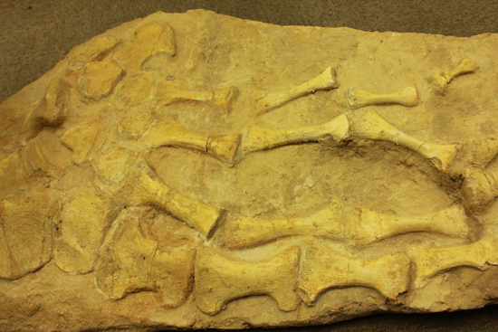 最強のモササウルス、プログナトドンの本物ヒレ化石（その2）