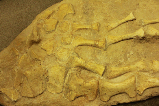 最強のモササウルス、プログナトドンの本物ヒレ化石（その4）