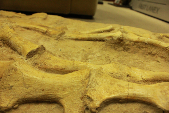 最強のモササウルス、プログナトドンの本物ヒレ化石（その5）