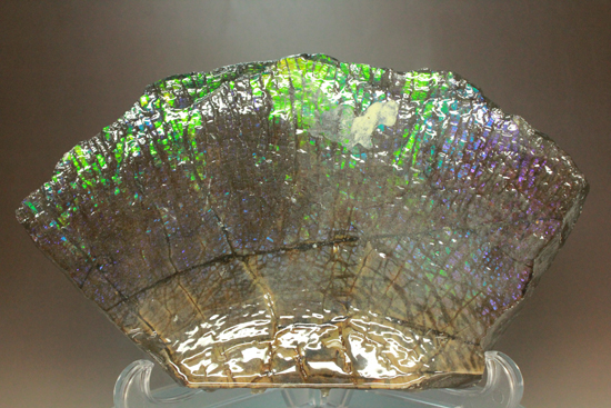 非常に珍しい青と紫を発色するアンモライト 最大幅23cm!!(その4)