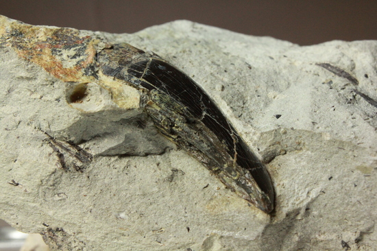 母岩に眠るアロサウルスの歯（その1）