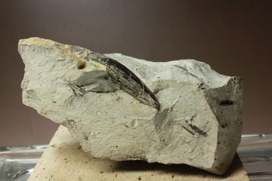 母岩に眠るアロサウルスの歯（その2）