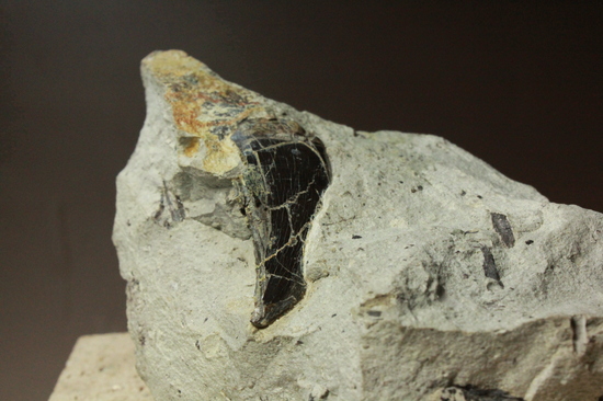 母岩に眠るアロサウルスの歯（その3）