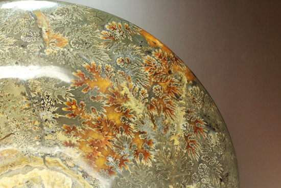 デカい！直径30cm / 5100gのマダガスカル産ゴニアタイト（アンモナイト