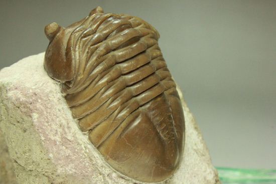 登った山の先には何が見える?アサフス・レピドゥルス(その1)