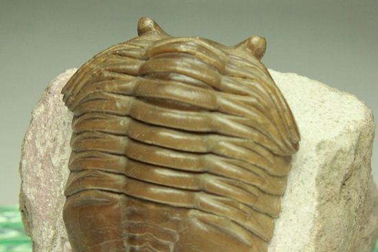 登った山の先には何が見える?アサフス・レピドゥルス(その5)