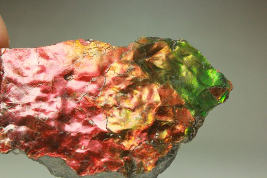 緑から赤への段階的な色の変化を楽しむことができるアンモライト片(その3)