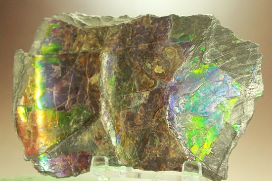 ?室内に海を展示しませんか?エメラルドグリーン・ブルーに染まった海のごとく輝くアンモライト片(その11)