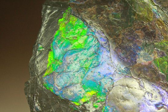 ?室内に海を展示しませんか?エメラルドグリーン・ブルーに染まった海のごとく輝くアンモライト片(その19)